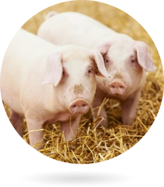 Straw Barn Housed Pigs Straw Barn Housed Pigs