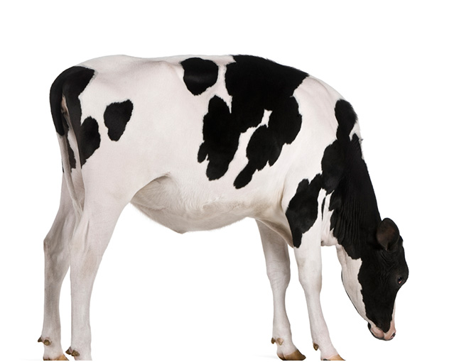 cow